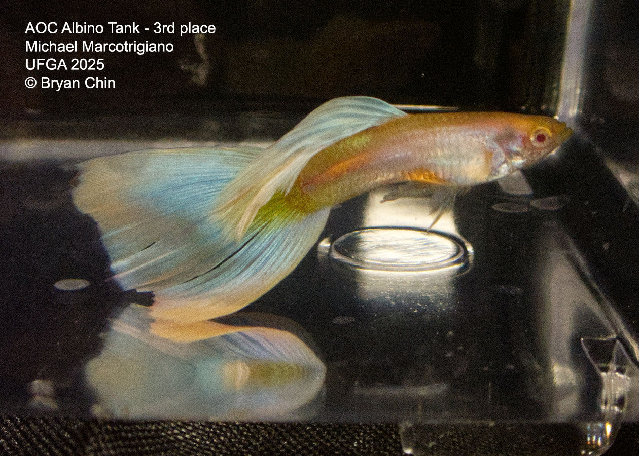Guppy Albino Pastel